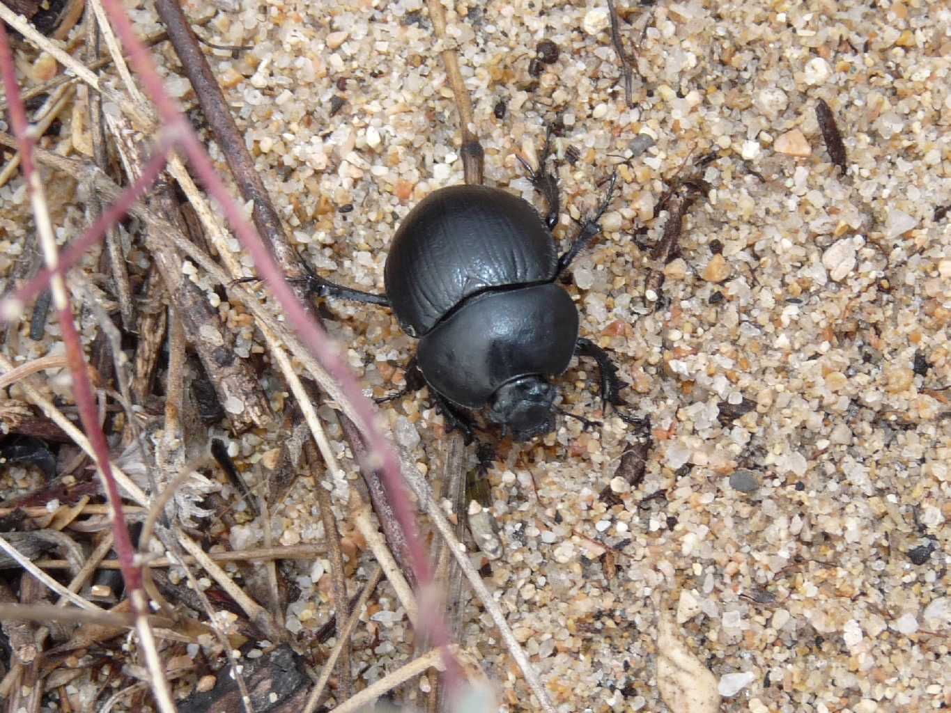 Jekelius (Geotrupidae) di spiaggia